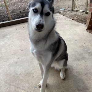 Meet your Posher, Daisy